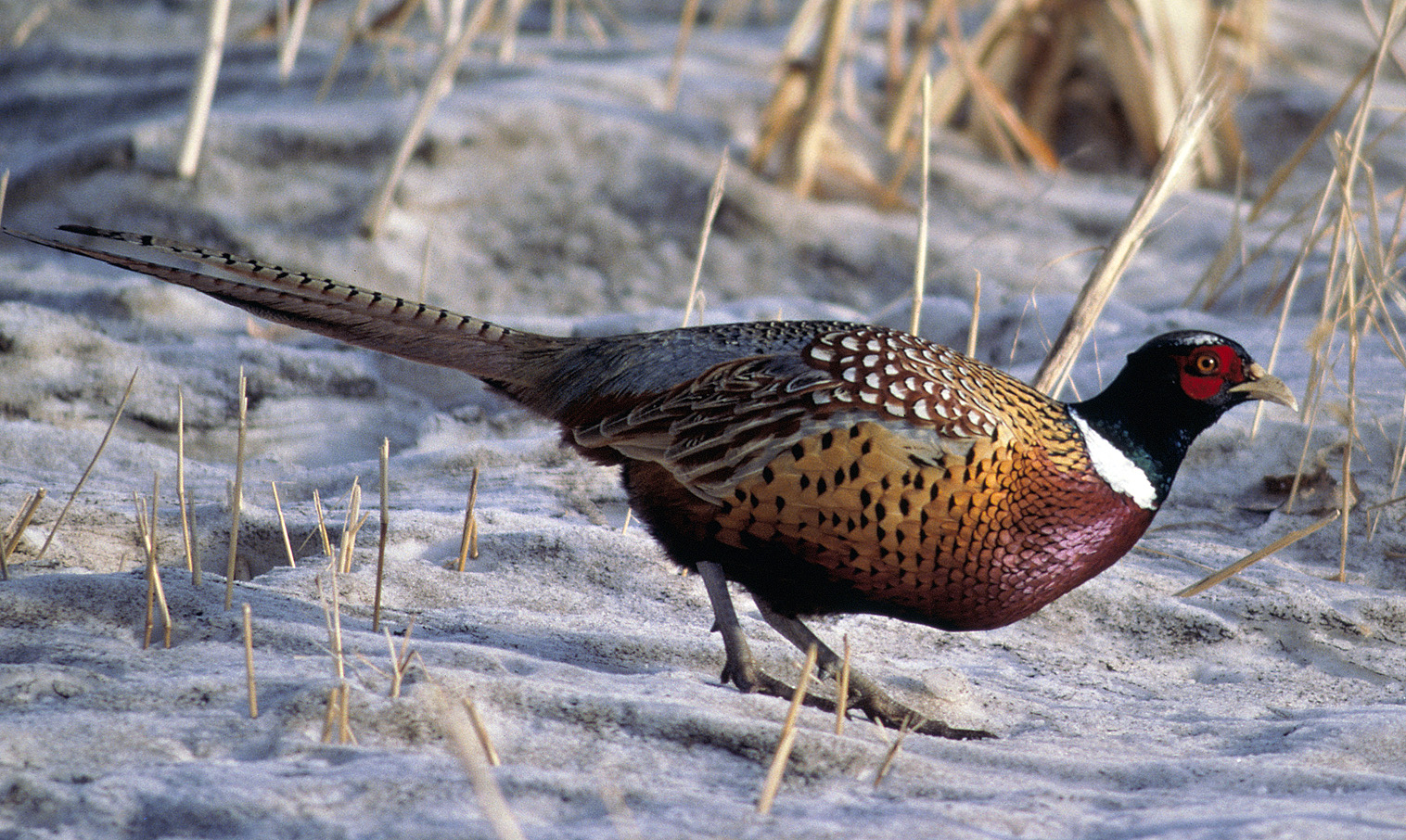 Male Ring Necked Pheasant.